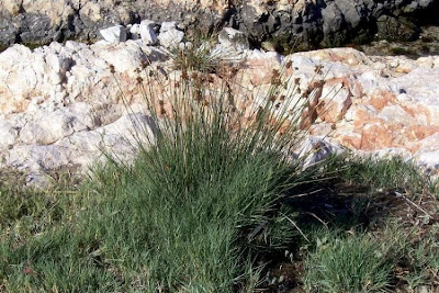 Juncus acutus,
Giunco bratteato,
Giunco pungente,
Leopold's rush,
Sharp Rush,
spiny rush,
spiny-rush