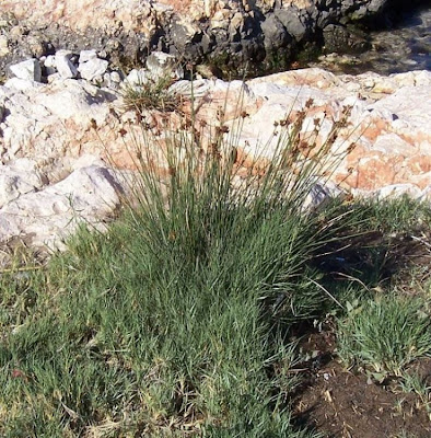 Juncus acutus,
Giunco bratteato,
Giunco pungente,
Leopold's rush,
Sharp Rush,
spiny rush,
spiny-rush