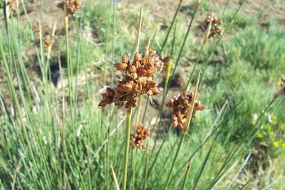 Juncus acutus,
Giunco bratteato,
Giunco pungente,
Leopold's rush,
Sharp Rush,
spiny rush,
spiny-rush