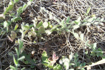 Kickxia commutata,
Cencio perennante,
Mediterranean Fluellen