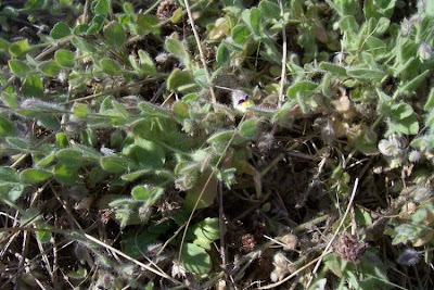 Kickxia commutata,
Cencio perennante,
Mediterranean Fluellen