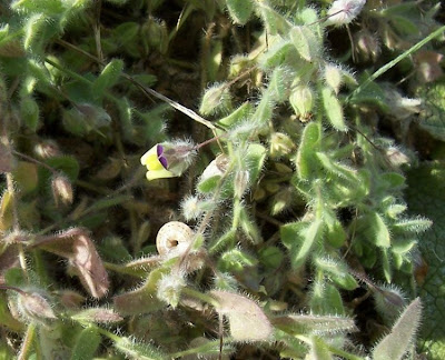 Kickxia commutata,
Cencio perennante,
Mediterranean Fluellen