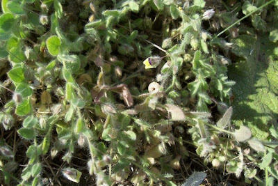 Kickxia commutata,
Cencio perennante,
Mediterranean Fluellen