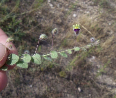 Kickxia commutata,
Cencio perennante,
Mediterranean Fluellen