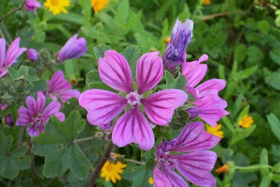 Tall mallow