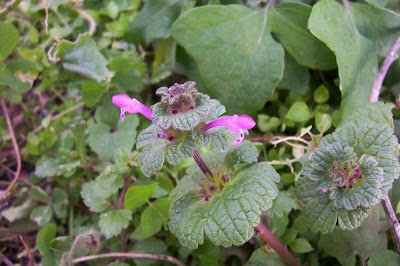 Common henbit Common henbit