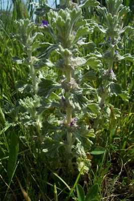 Marrubium alysson L.