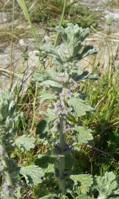 Marrubium alysson L.