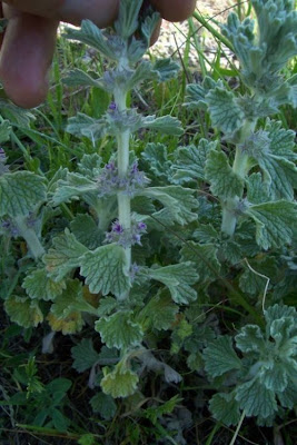 Marrubium alysson L.
