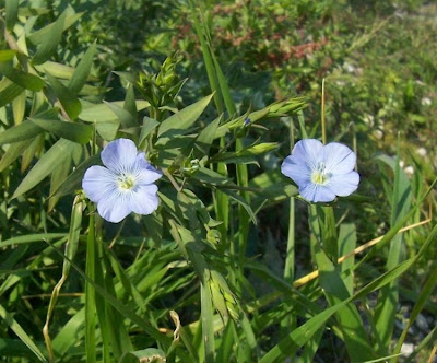 Pale flax Pale flax