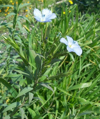 Pale flax Pale flax
