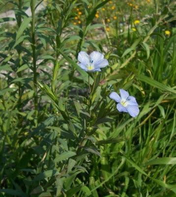 Pale flax Pale flax