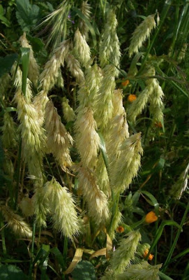Lamarckia,
Golden Top,
goldentop grass,
lamarckia