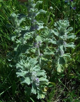 Marrubium alysson L.