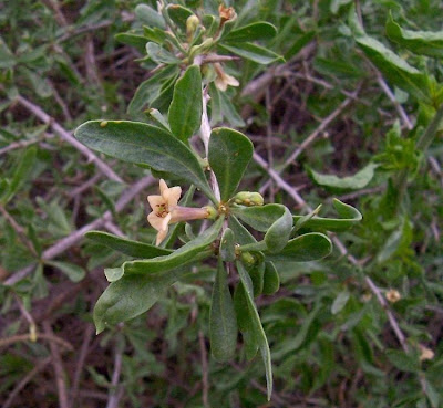 Boxthorn