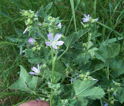 Cretan-hollyhock Cretan-hollyhock