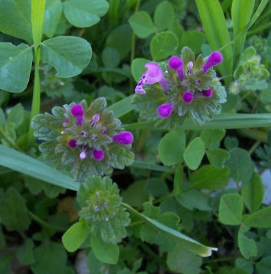 Lamium amplexicaule L.