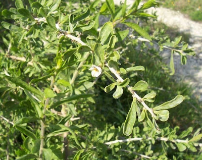 Boxthorn