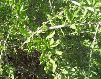 Boxthorn