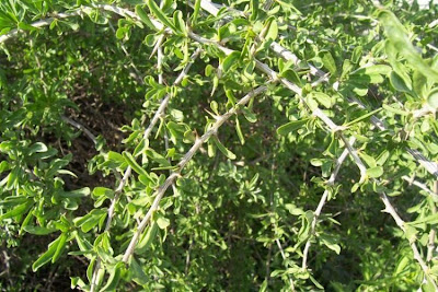 Boxthorn