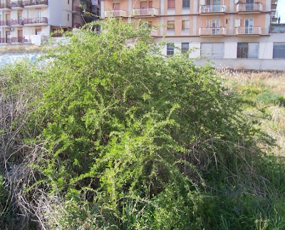 Boxthorn