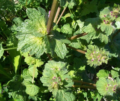 Lamium amplexicaule L.