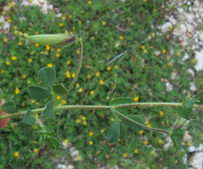 Edible Bird's Foot Trefoil Edible Bird's Foot Trefoil