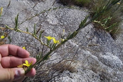 Lactuca viminea,
Lattuga alata,
Pliant Lettuce
