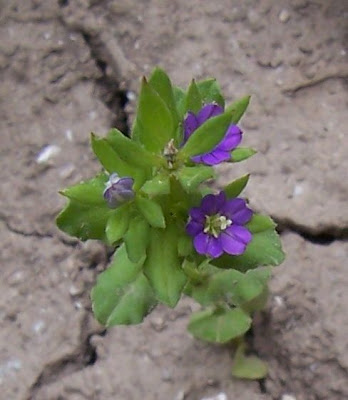 Legousia hybrida (L.) Delarbre