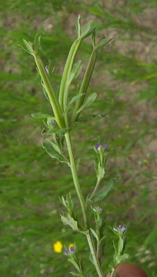 Legousia hybrida (L.) Delarbre
