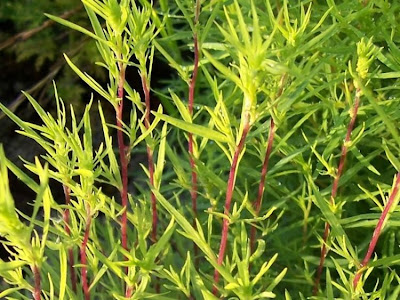 Kochia scoparia (L.) Schrader