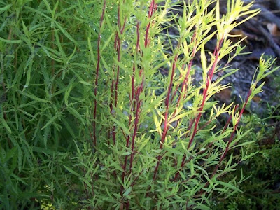 Kochia scoparia (L.) Schrader