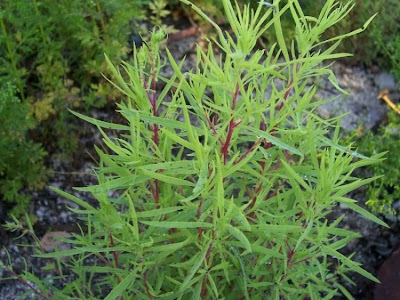 Kochia scoparia (L.) Schrader
