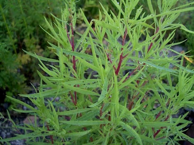 Kochia scoparia (L.) Schrader
