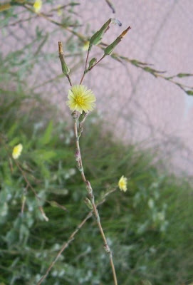 Lactuca serriola,
alface-brava-menor,
alface-de-espinho,
alface-silvestre,
China lettuce,
Erba Bussola,
escarola,
laitue sauvage,
laitue scarole,
Lattona,
Lattuga selvatica,
lechuga espinaca,
lechuga silvestre,
prickly lettuce