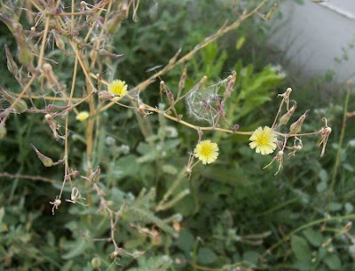 Lactuca serriola,
alface-brava-menor,
alface-de-espinho,
alface-silvestre,
China lettuce,
Erba Bussola,
escarola,
laitue sauvage,
laitue scarole,
Lattona,
Lattuga selvatica,
lechuga espinaca,
lechuga silvestre,
prickly lettuce