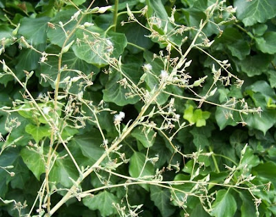 Lactuca serriola,
alface-brava-menor,
alface-de-espinho,
alface-silvestre,
China lettuce,
Erba Bussola,
escarola,
laitue sauvage,
laitue scarole,
Lattona,
Lattuga selvatica,
lechuga espinaca,
lechuga silvestre,
prickly lettuce