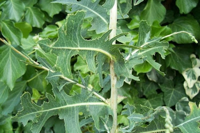 Lactuca serriola,
alface-brava-menor,
alface-de-espinho,
alface-silvestre,
China lettuce,
Erba Bussola,
escarola,
laitue sauvage,
laitue scarole,
Lattona,
Lattuga selvatica,
lechuga espinaca,
lechuga silvestre,
prickly lettuce