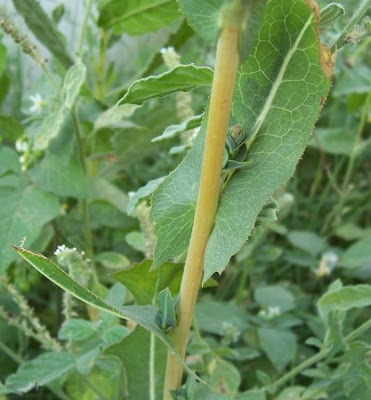 Lactuca serriola,
alface-brava-menor,
alface-de-espinho,
alface-silvestre,
China lettuce,
Erba Bussola,
escarola,
laitue sauvage,
laitue scarole,
Lattona,
Lattuga selvatica,
lechuga espinaca,
lechuga silvestre,
prickly lettuce