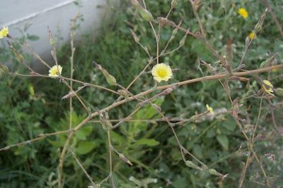Lactuca serriola,
alface-brava-menor,
alface-de-espinho,
alface-silvestre,
China lettuce,
Erba Bussola,
escarola,
laitue sauvage,
laitue scarole,
Lattona,
Lattuga selvatica,
lechuga espinaca,
lechuga silvestre,
prickly lettuce