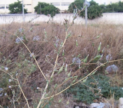 Lactuca serriola,
alface-brava-menor,
alface-de-espinho,
alface-silvestre,
China lettuce,
Erba Bussola,
escarola,
laitue sauvage,
laitue scarole,
Lattona,
Lattuga selvatica,
lechuga espinaca,
lechuga silvestre,
prickly lettuce