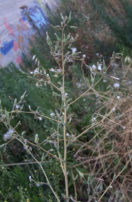 Lactuca serriola,
alface-brava-menor,
alface-de-espinho,
alface-silvestre,
China lettuce,
Erba Bussola,
escarola,
laitue sauvage,
laitue scarole,
Lattona,
Lattuga selvatica,
lechuga espinaca,
lechuga silvestre,
prickly lettuce