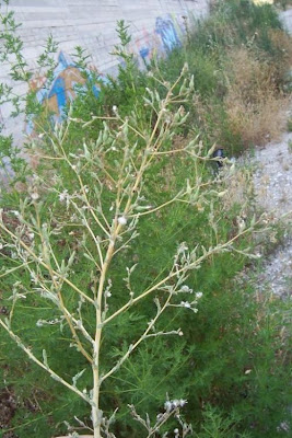 Lactuca serriola,
alface-brava-menor,
alface-de-espinho,
alface-silvestre,
China lettuce,
Erba Bussola,
escarola,
laitue sauvage,
laitue scarole,
Lattona,
Lattuga selvatica,
lechuga espinaca,
lechuga silvestre,
prickly lettuce