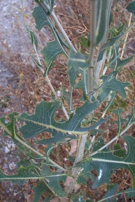 Lactuca serriola,
alface-brava-menor,
alface-de-espinho,
alface-silvestre,
China lettuce,
Erba Bussola,
escarola,
laitue sauvage,
laitue scarole,
Lattona,
Lattuga selvatica,
lechuga espinaca,
lechuga silvestre,
prickly lettuce