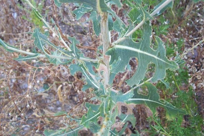 Lactuca serriola,
alface-brava-menor,
alface-de-espinho,
alface-silvestre,
China lettuce,
Erba Bussola,
escarola,
laitue sauvage,
laitue scarole,
Lattona,
Lattuga selvatica,
lechuga espinaca,
lechuga silvestre,
prickly lettuce
