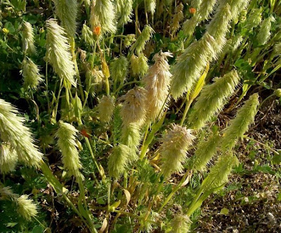 Lamarckia,
Golden Top,
goldentop grass,
lamarckia