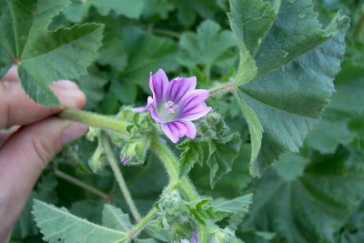 Cretan-hollyhock Cretan-hollyhock