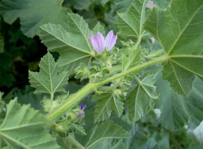 Cretan-hollyhock Cretan-hollyhock