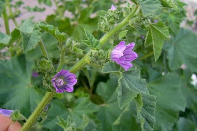 Cretan-hollyhock Cretan-hollyhock