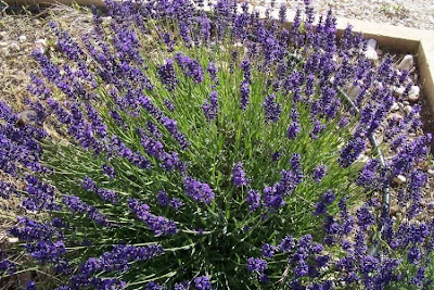 Old English Lavender